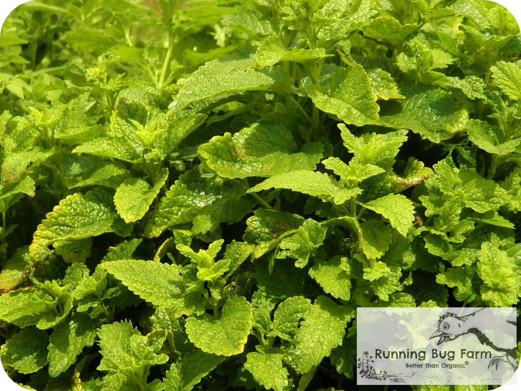 How to Grow Your Own Lemon Balm From Seed