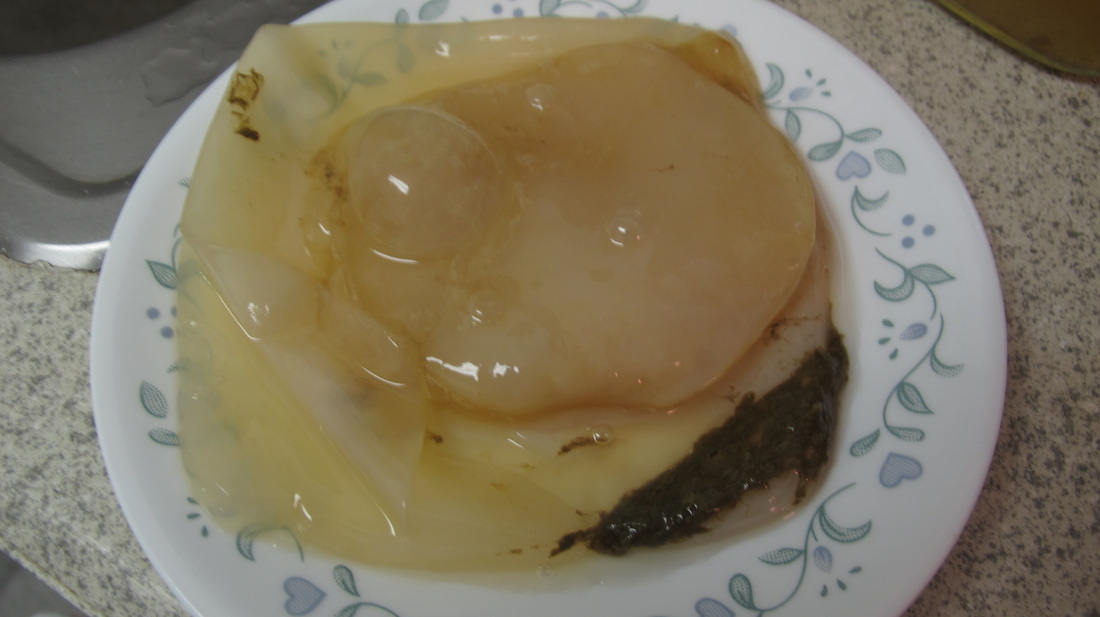 Picture of dark black spent yeast strands on healthy Kombucha SCOBY. These strands are normal and safe.