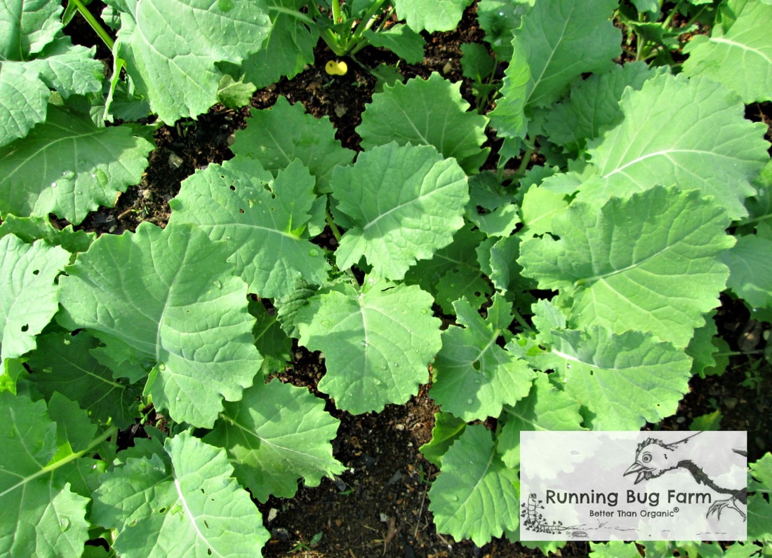 Learn how to grow your very own kale free from chemicals.  Kale is a nutritional powerhouse delicious raw, cooked, in smoothies & can even be dried into kale chips.  It is a cool season crop that is welcome in the early spring when not much else is growing.