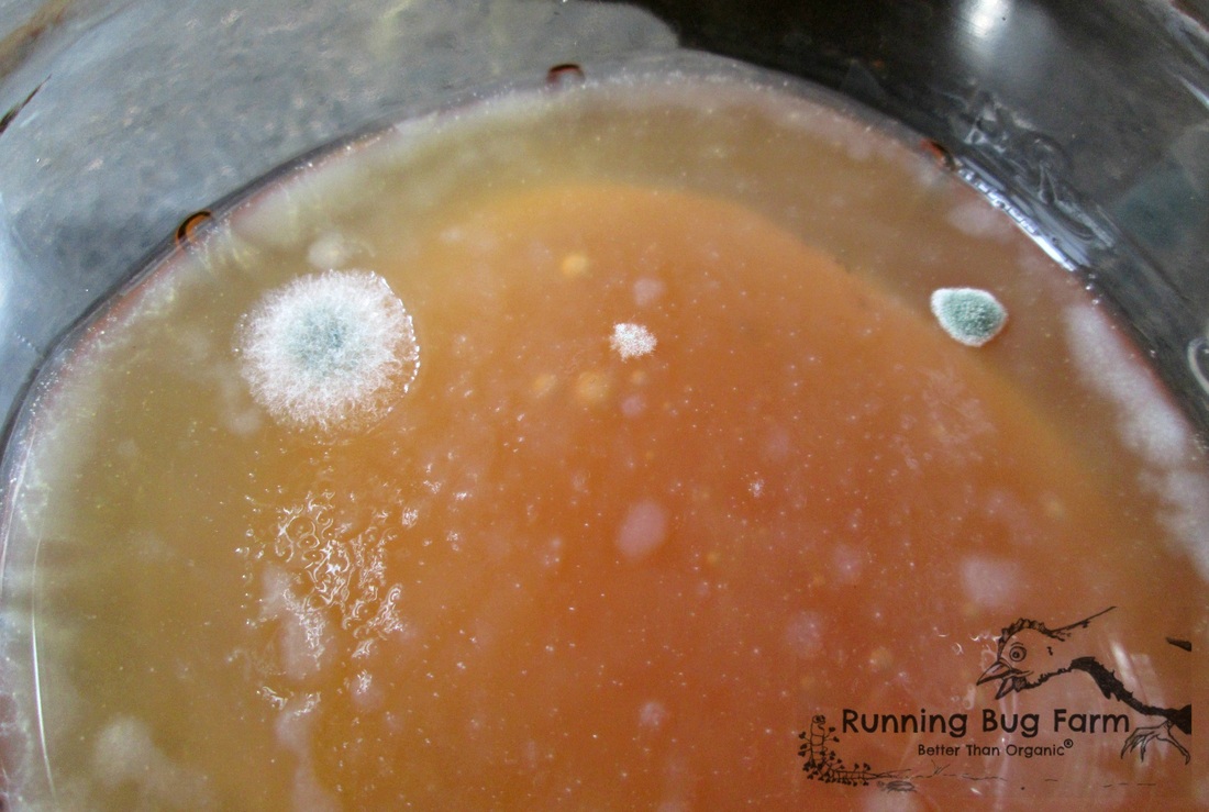 Picture of mold growing on a kombucha SCOBY
