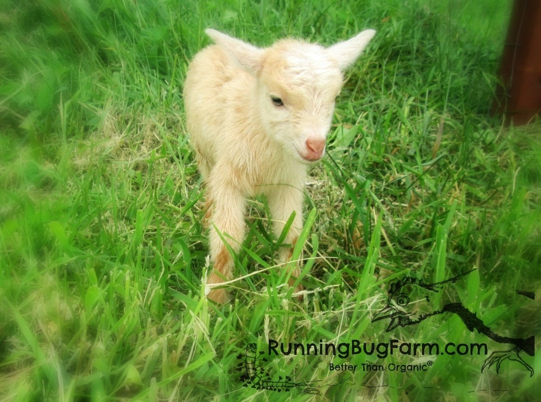 Picture of an hour old Nigerian Dwarf doeling. Read all about her birth here.