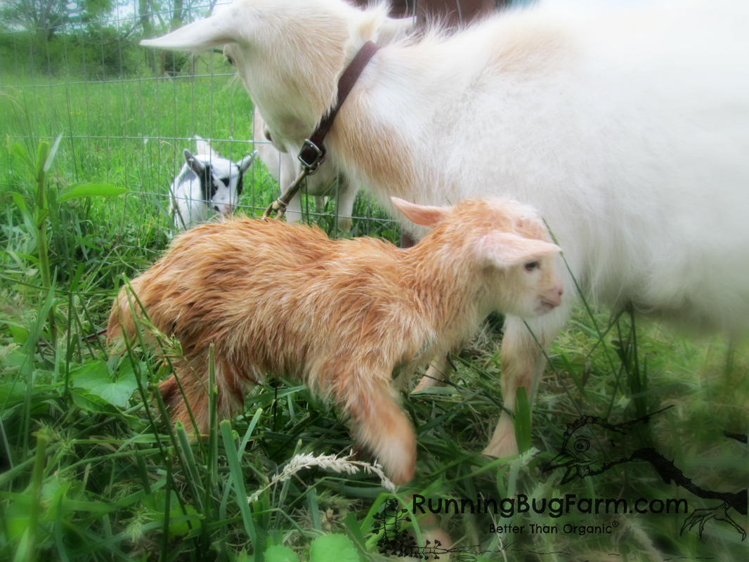 Learn about my first experiance having my goats kid on my eco farm.