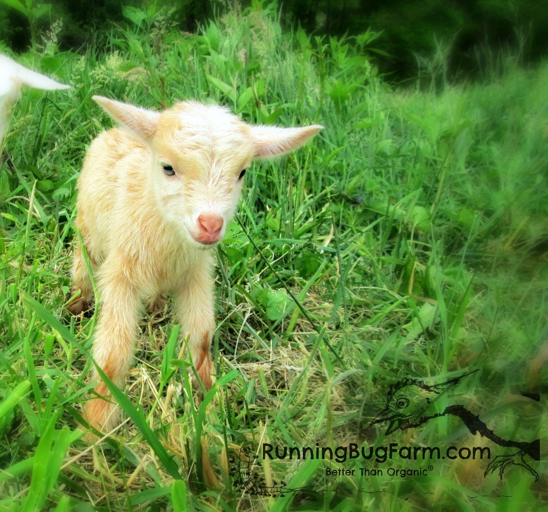 Newly kidded Nigerian Dwarf doeling learning to walk. Read all about her birth here.