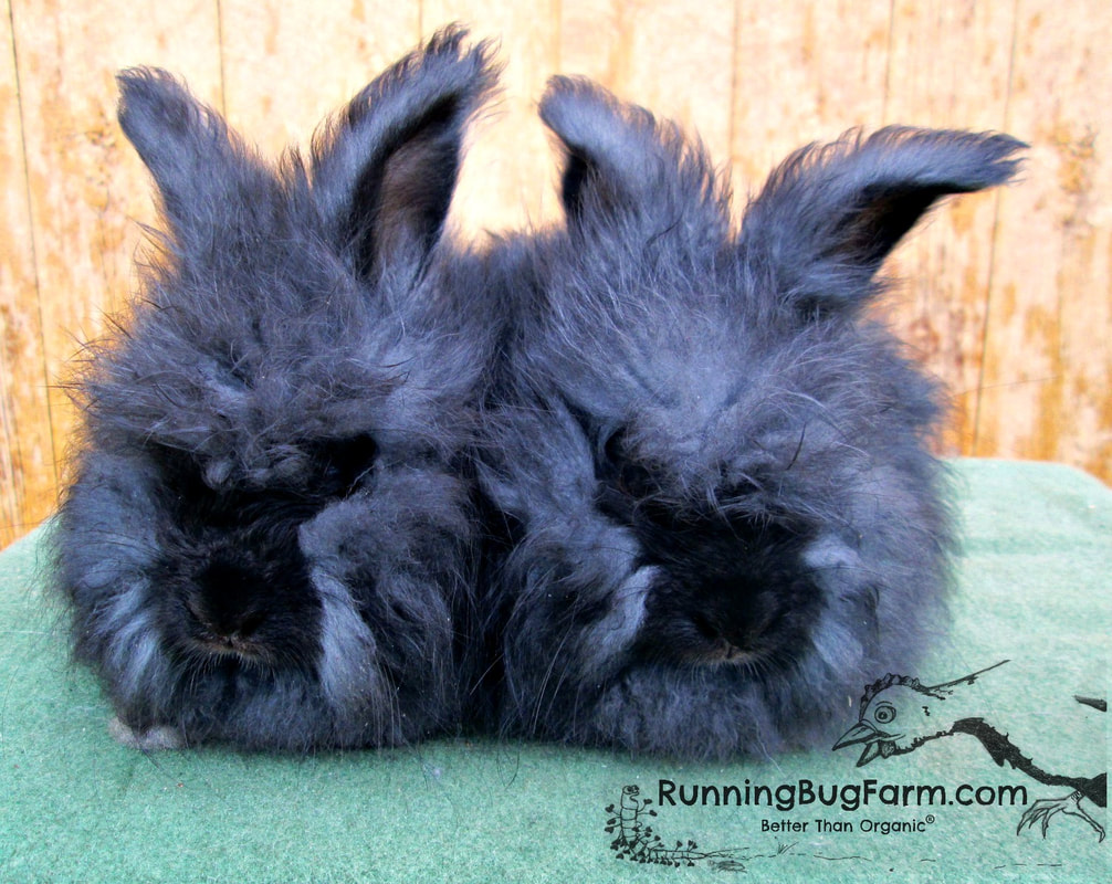 Black colored Junior English Angora rabbit Bucks aka male bunnies