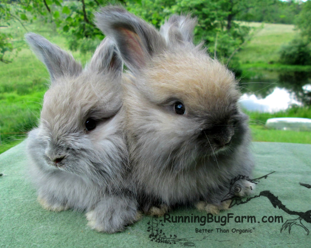 Picture of the color comparison between a blue tort jr angora rabbit and a black tort english angora rabbit. The blue tort bunny is on the left. The black tort bunny is on the right.
