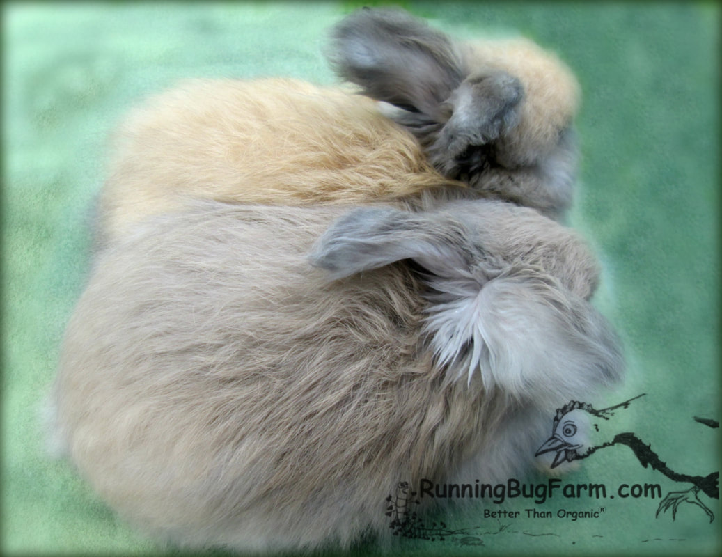 Top view picture color comparison of blue vs black tort english angora. The blue tort angora is at the bottom, the black tort angora is at the top. More details about the rainbow of english angora bunny colors can be found at Running Bug Farm.