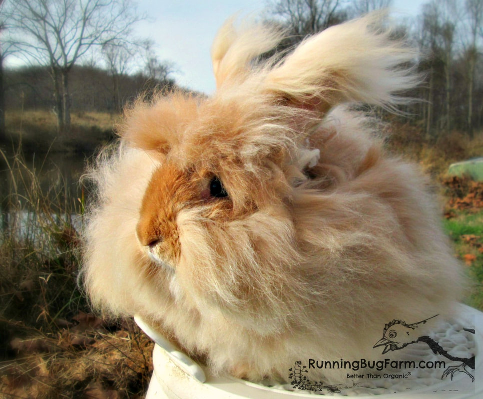 Picture of a fawn colored English angora doe with high rufus coloring, she is outside in the fall with the wind blowing her coat of wool.