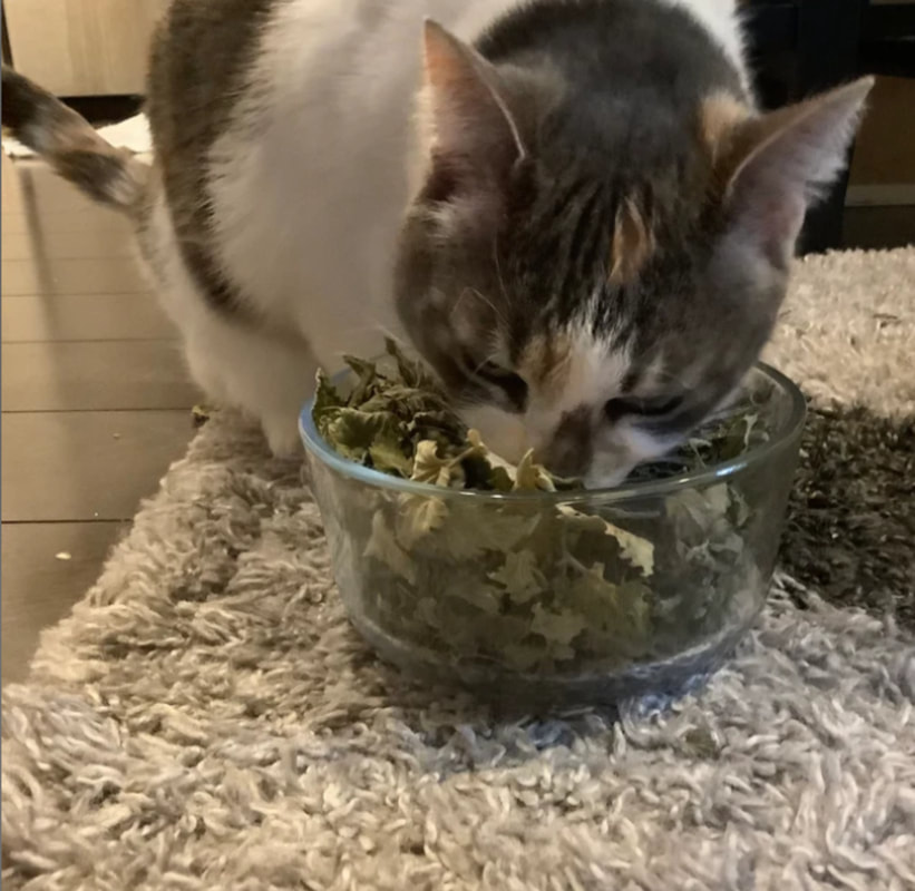Picture of a cat with a bowl of running bug farm whole leaf kitty krack catnip happy customer review: Our cats Love this kitty crack!!! Thanks for high quality organic catnip. Thanks for quick shipping! You’re The Best!!!! 