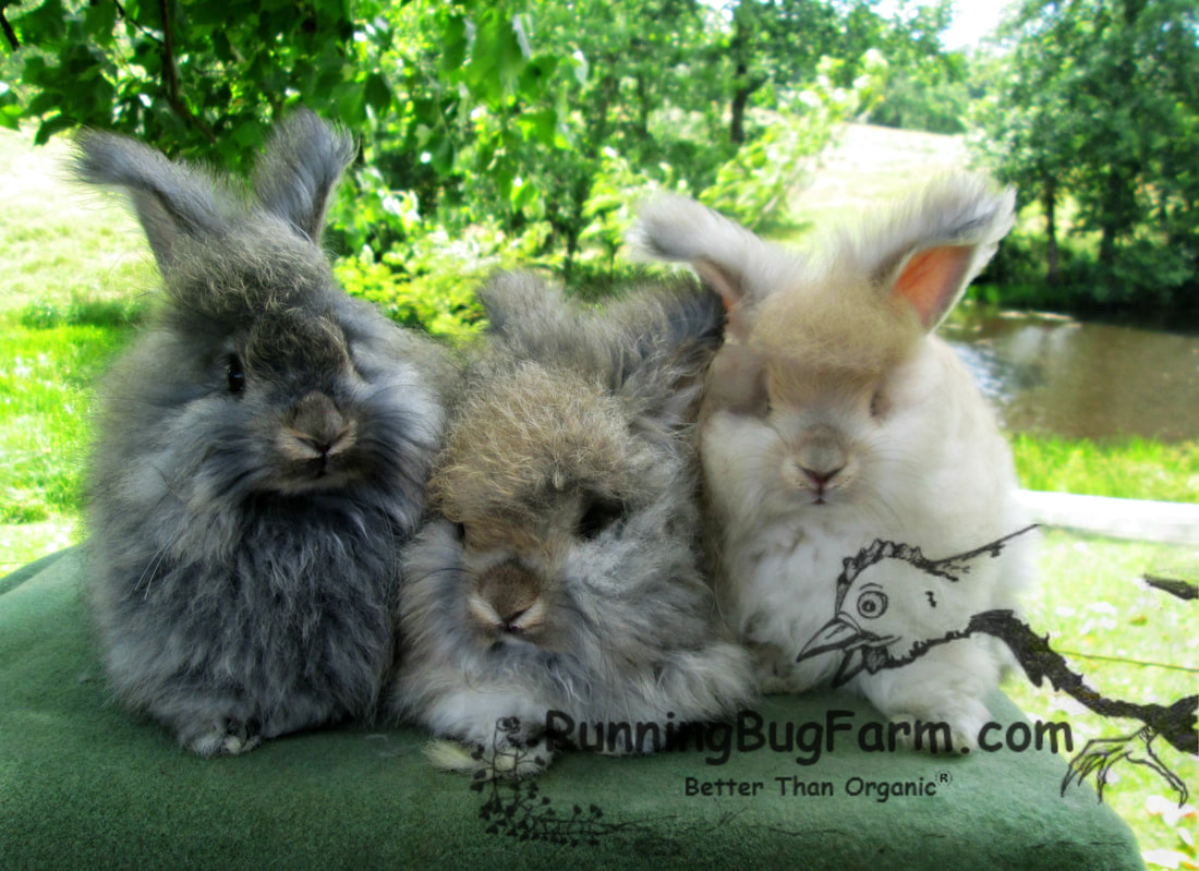 Picture of jr. angora rabbit Agouti color comparison starting from the left: Chestnut Agouti, Chocolate Agouti, and Lynx. For more colors and to learn all about angora rabbits and their care, visit Running Bug Farm.