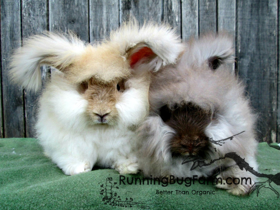 How to care for your angora rabbit