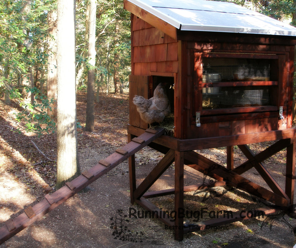 We knew we needed a hen house that we would be able to move in the future.  We decided to build a house that would sit upon a sturdy stand.  This way the house itself could be removed from the stand.  We also planned to attach wheels to make moving it even easier but we never did.  Having the coop up off of the ground was to help keep snakes & other ground predators out as well as make it easier for us to get into.