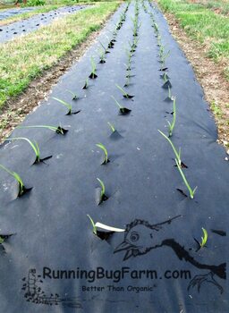 Using Dewit brand weed barrier cloth to grow Inchillium Red soft neck garlic. Nearly weed free eco farming.