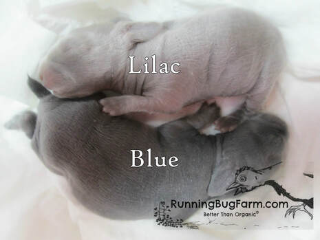 Picture comparing a lilac angora baby bunny (kit) and a blue angora baby bunny (kit) side by side