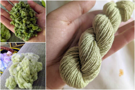 Picture In February of 2020 I had this great idea to try spinning an ounce of beautiful raw green cotton lint from Running Bug Farm. I ginned it by hand and carded it into mini batts, spun about a third of it, and then got a little sidetracked by the pandemic . . . yada yada yada, I finally finished this little 70-yard baby skein yesterday! No idea what I'm going to do with it yet (it's SO soft!) but really glad to have it off my spindle at last! - Ashley C. August 31, 2022 New Philadelphia, OH