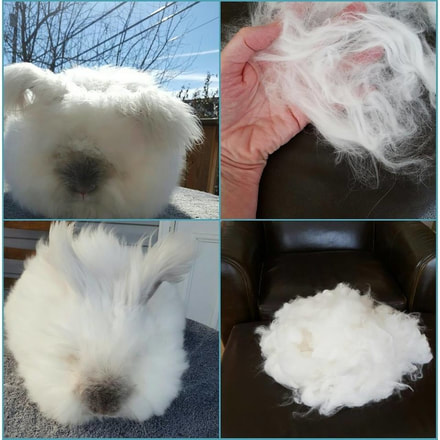 Running Bug's Moonstone before & after his wool harvest.  Happy customer photo of a English Angora rabbit purchased from Running Bug Farm.