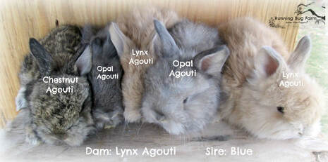 Picture of Opal, Lynx, and Chestnut Agouti English angora bunnies side by side comparison of colors.