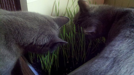 The stalks are strong and hearty. My kitties dive bomb it when I put it out. Thanks!  Customer review with photo of cats eating cat grass.  Running Bug Farm.