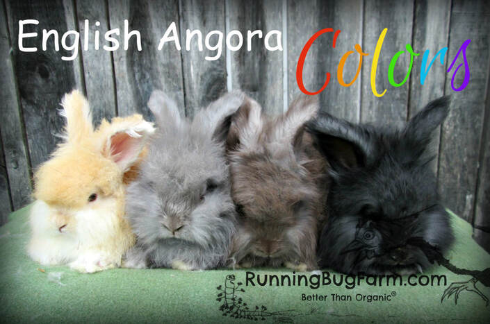 Picture of four different english angora rabbit colors black fawn blue chocolate