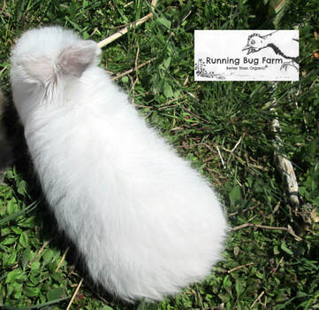 Top View of a Pointed White English Angora Bunny Rabbit.