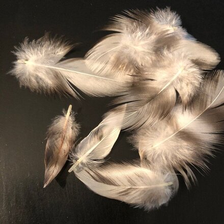 Picture taken by a customer of miniature barred chicken feathers for crafts from Running Bug Farm.