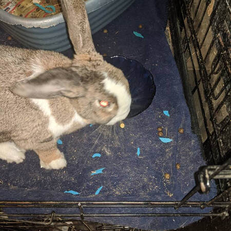Picture of a bunny eating apple chew sticks by Running Bug Farm