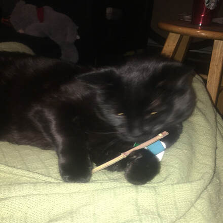 Customer review picture of a beautiful black cat playing with organic catnip chew sticks from Running Bug Farm Better Than Organic.