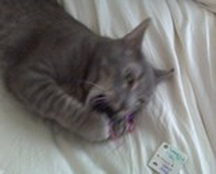 Picture from a happy Running Bug Farm customer showing their cat playing with catnip toys.