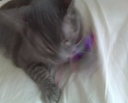 Customer picture of their gray cat playing with toys from Running Bug Farm Better Than Organic.