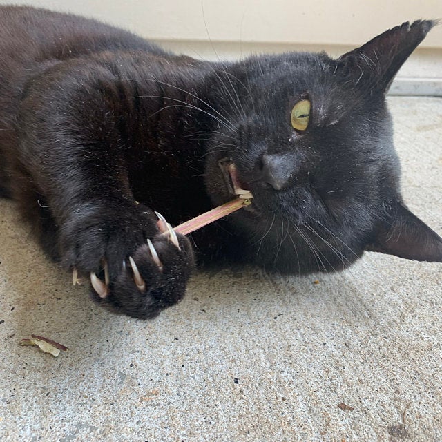 Happy customer feedback picture of a black cat chewing on catnip chew sticks from running bug farm.