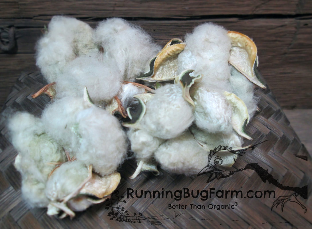 Erlene's green cotton bolls. Learn how to grow your own heirloom colored cotton from seed.