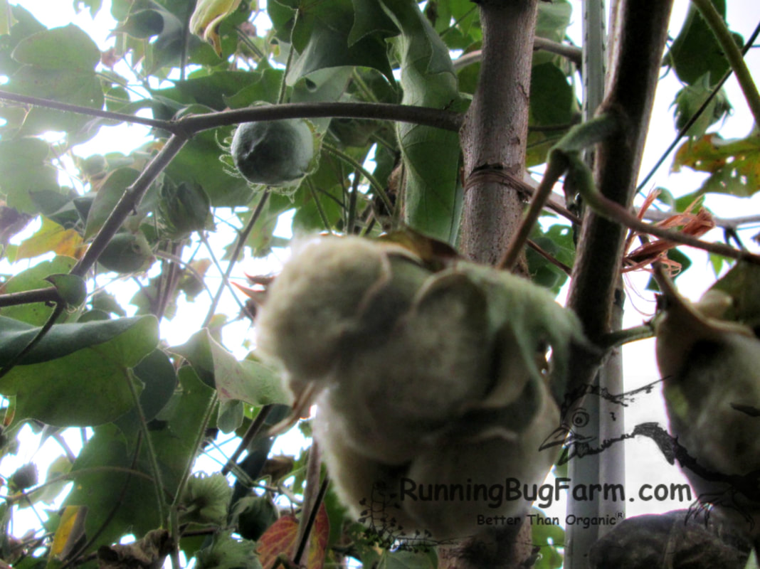 Learn how to grow your own heirloom Arkansas Green cotton with my growing guide.