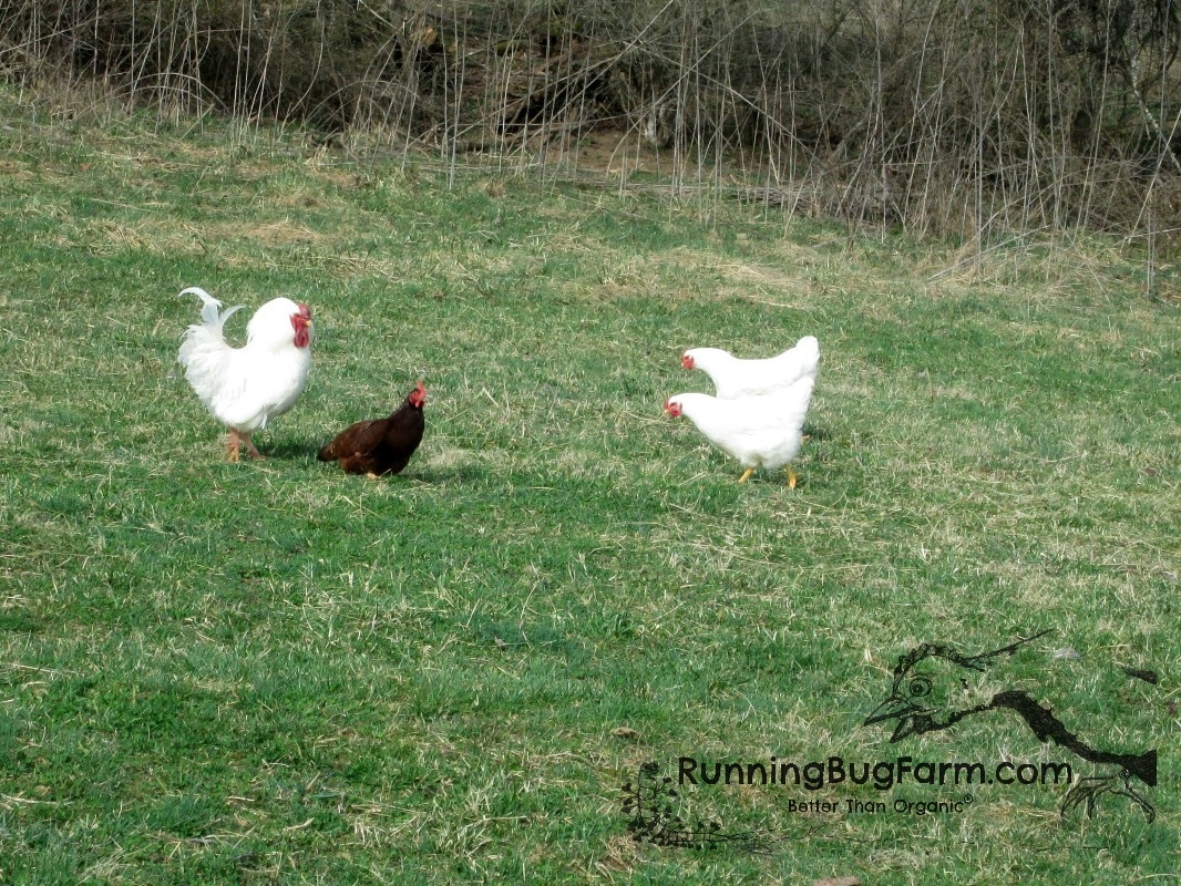 A brief explanation & photos of how chickens have sex.