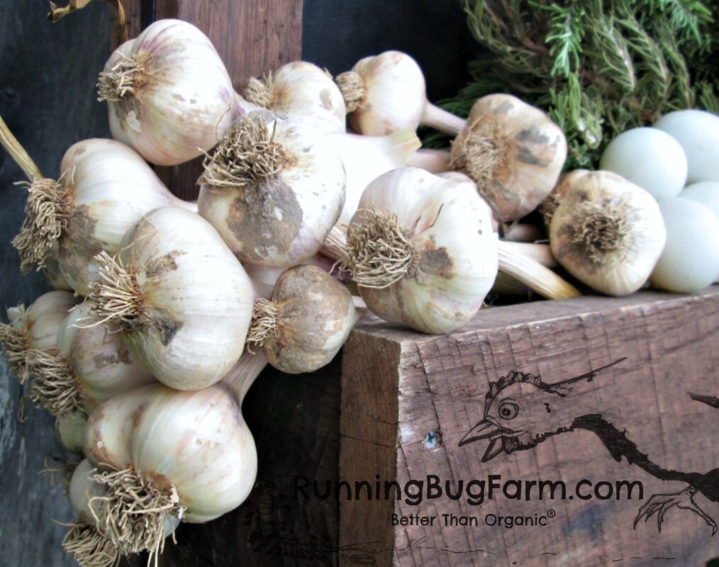 Inchillium Red soft neck garlic garden and market natural chemical free growing guide from Running Bug Farm USA.