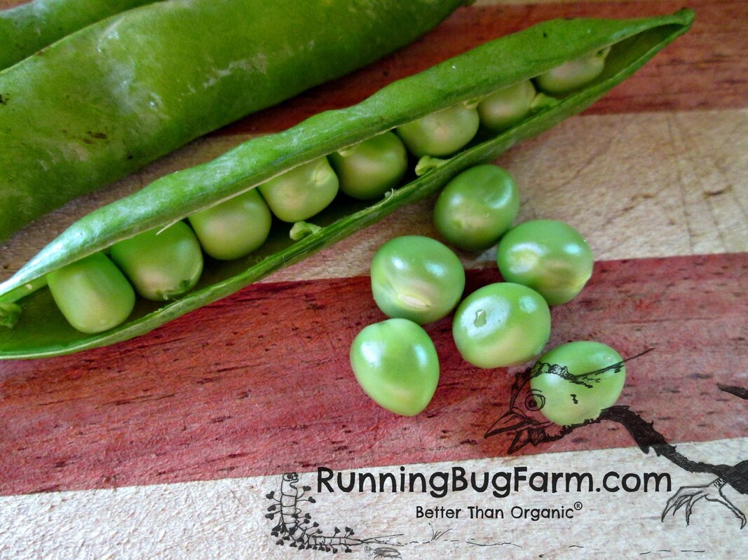 Learn how to grow your own Karina sweet dwarf bush peas at home from seed utilizing the Running Bug Farm Garden Growing Guide. No pop ups, nothing to sell. Just help from one eco farmer to another.