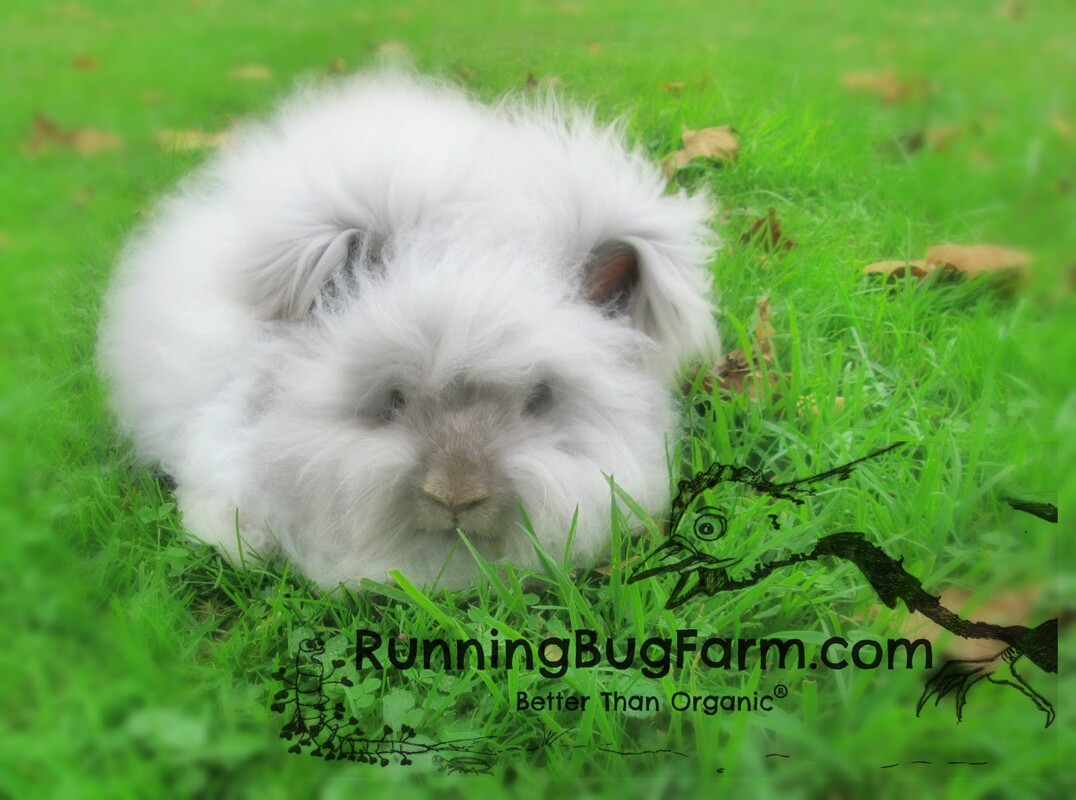 Picture of a Lilac English Angora bunny rabbit