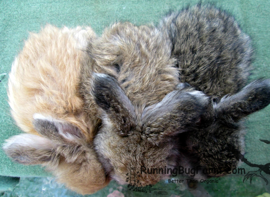 Picture of a top view Agouti color comparison starting from the left: Lynx, Chocolate, Chestnut jr. angora rabbit bucks at Running Bug Farm.