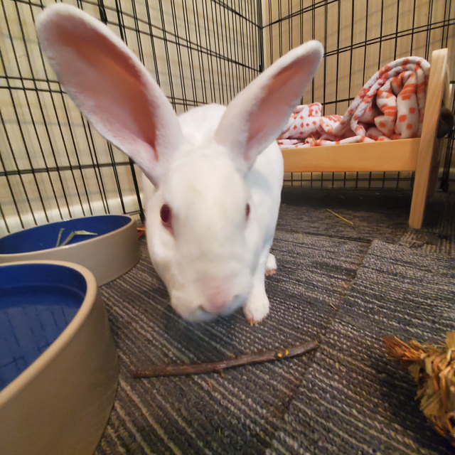 Picture of a happy white bunny eating organic apple chew sticks grown at Running Bug Farm. My bun bun loves her little apple chews. Will definitely order again when we run out. Thank you for your lightning fast shipping. It made it just in time for my bunnies birthday!