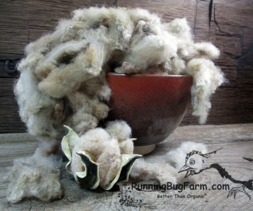 Grow your own heirloom Nankeen Cotton without chemicals.
