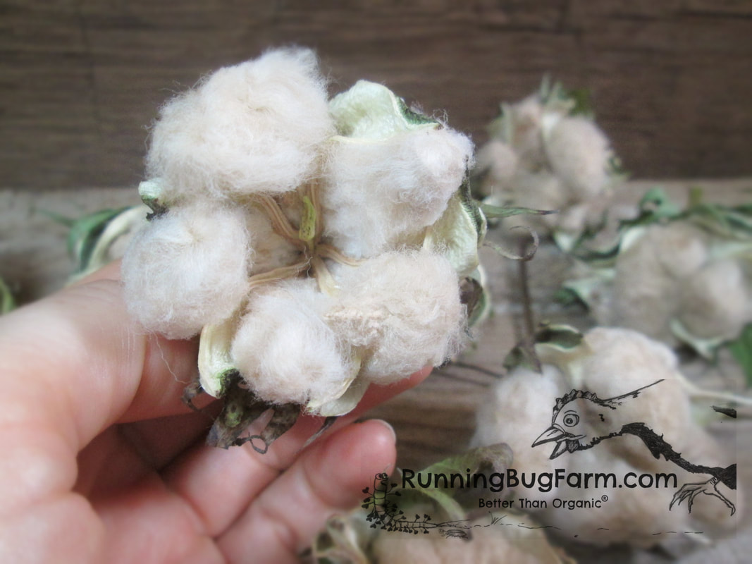 Starting Sea Island Brown Cotton From Seed