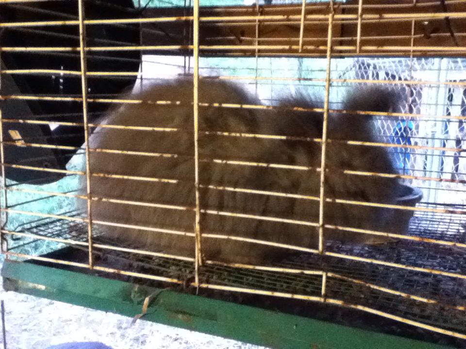 Angora Rabbits: Housing, What NOT to Do