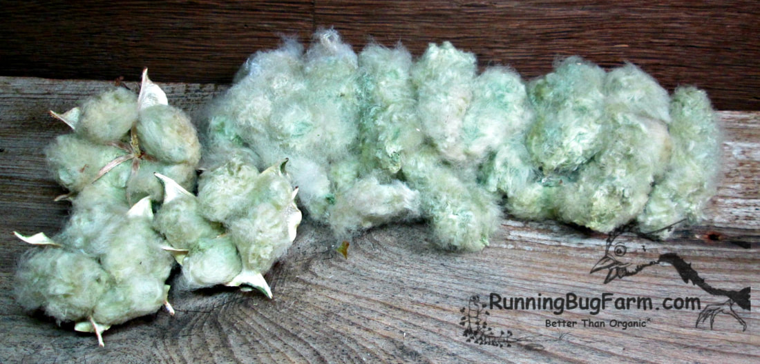 Heirloom Non GMO naturally colored green cotton lint in the boll and removed from the boll. Available at Running Bug Farm.
