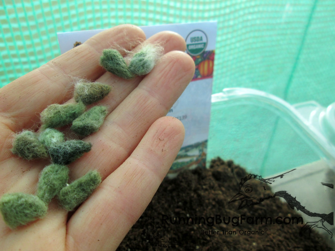 How to grow Erlene's green heirloom cotton from seed.