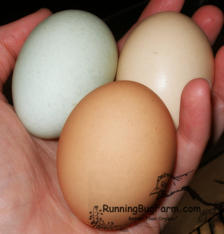 Fresh locally laid organic eggs from running bug farm better than organic...