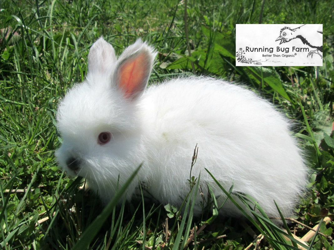 Pointed White English Angora Rabbit