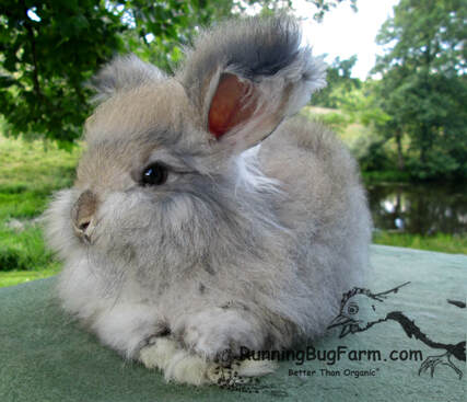 Picture of an adorable chocolate agouti colored baby angora bunny rabbit with it's front legs crossed.