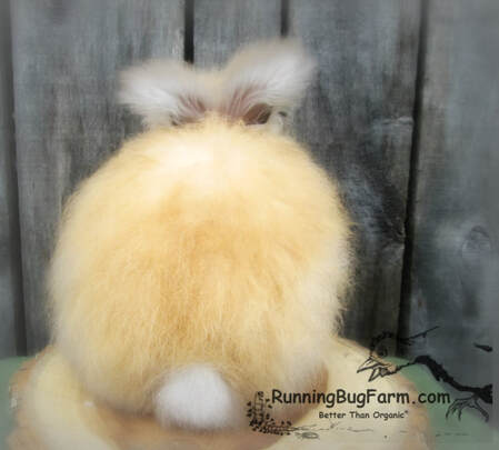 Picture showing the color of the back of a jr black tort angora rabbit.