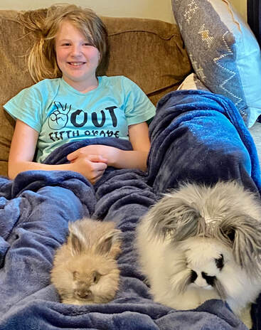 Picture from a customer showing two english angora rabbits and a little girl. Mookie is absolutely the best addition to our family, she is so loved by everyone. I got a cute picture off our security camera tonight spying on her in the living room. She is completely litter box trained and can now jump on the couch. She is a cuddle bug and she is hilarious when she binkies through the house. She comes running to play guitar with Addie every time practices. Thank you for choosing us to be her family <3 - Lori B. Running Bug Farm USA
