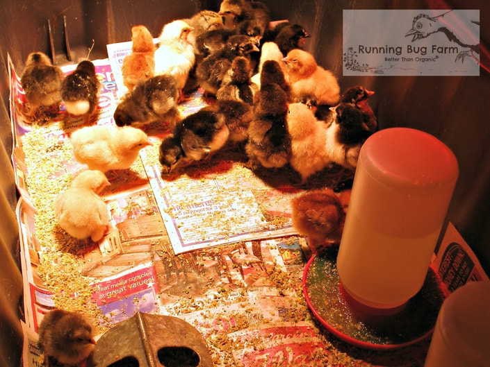 Day one of raising 25+ chicks with 100% success from the hatchery. Learn how we did it!