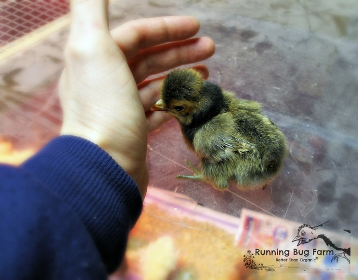 First day arrival of a polish chick from the hatchery. See how to care for your own box of chicks with our helpful post.