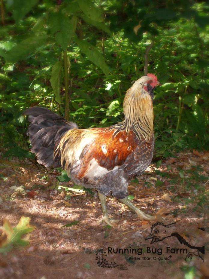 Adventures in livestock auctions. Bringing home beautiful pullets who turn out to be cocky roosters. What's a greenhorn to do?